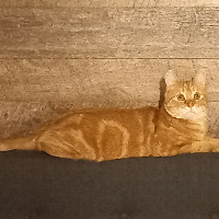 Mestreechse