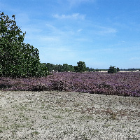 Wilmpie