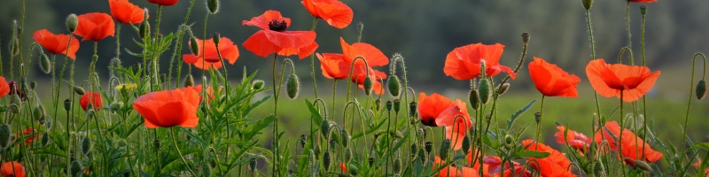 Ieper - Poperinge