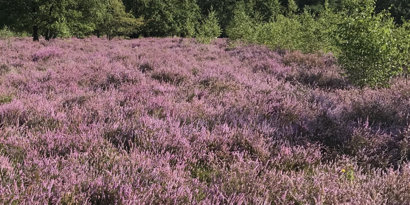 Strabrechtse Heide-wandeling